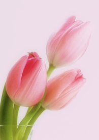 tulpen in pastell/10030961